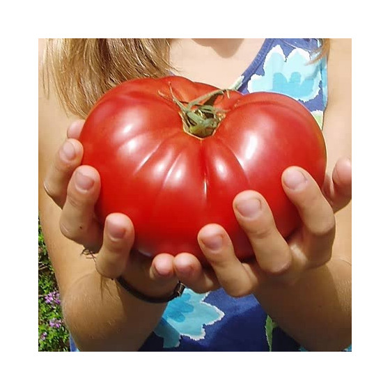 Tomāti Country Taste F1 5s