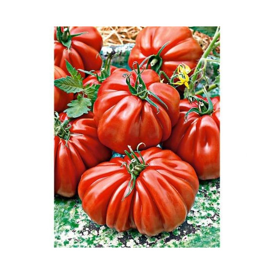 Tomāti Voluptuoso F1 5s