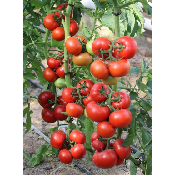 Tomātu sēklas Buran F1 10s