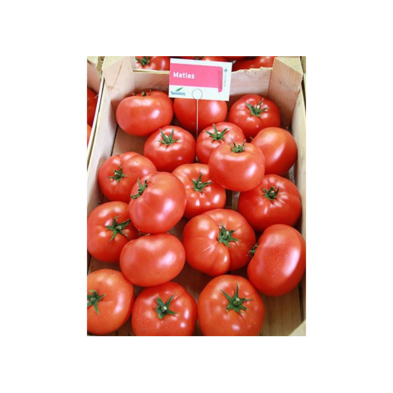 Tomāti Matias F1 (10s)