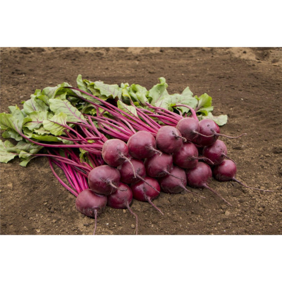 Bietes Bresko F1 (~500 sēklas)