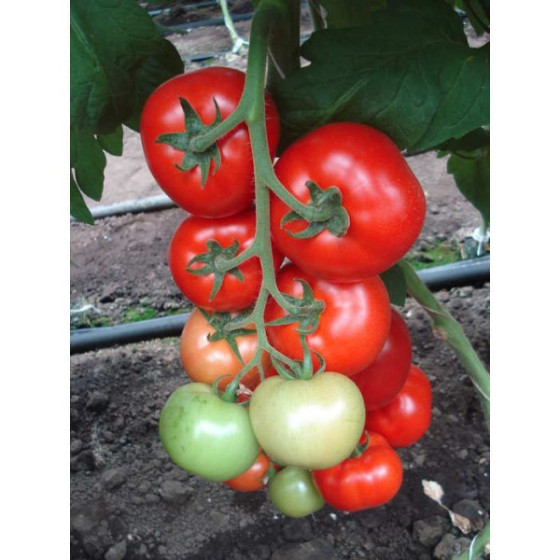 Tomātu sēklas Clarabella F1...