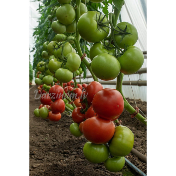 Tomātu sēklas Mahitos F1 (5...