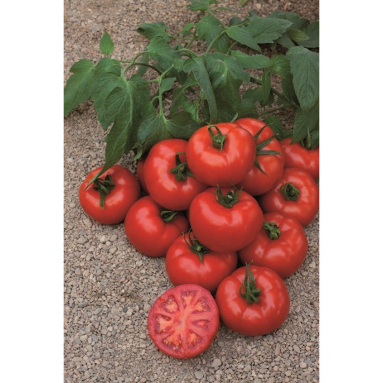 Tomātu sēklas Amaneta F1 5s