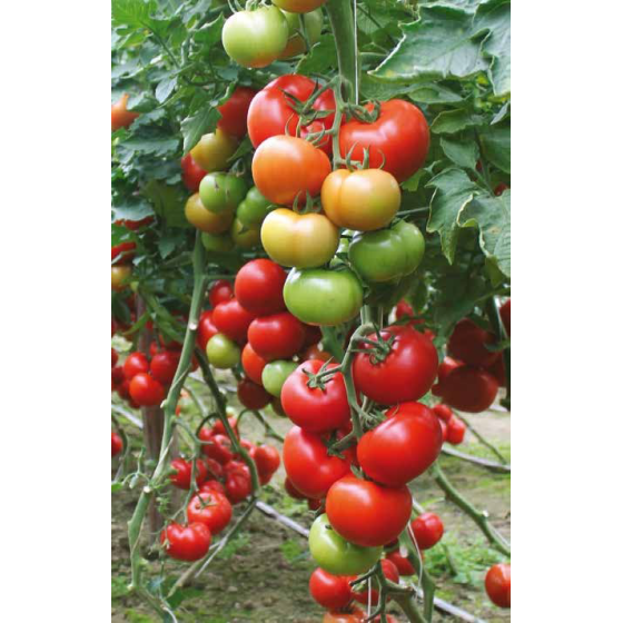 Tomāti Baribine F1 (5 sēkl.)