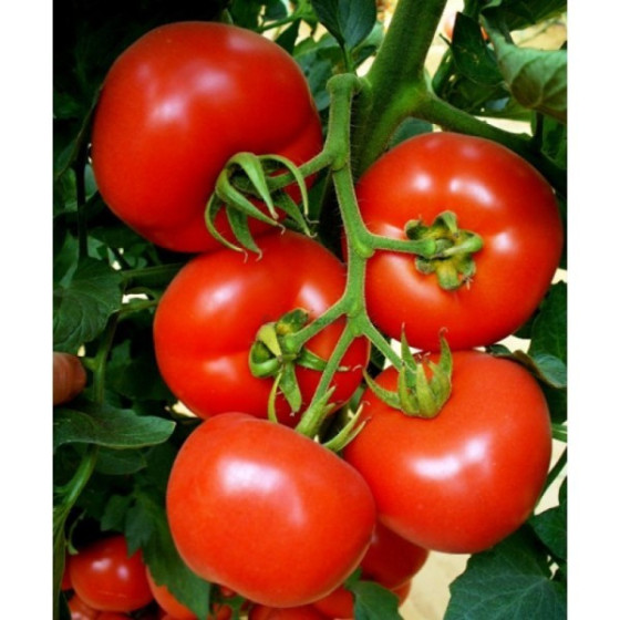Tomāti Belladona F1 5sēkl.