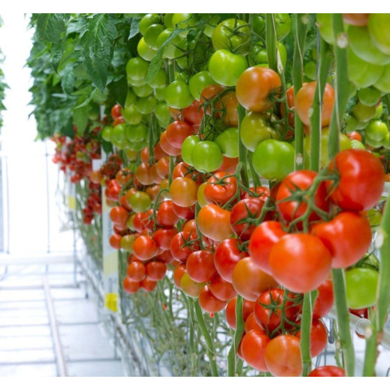 Tomāti Starbuck F1 10 sēklas