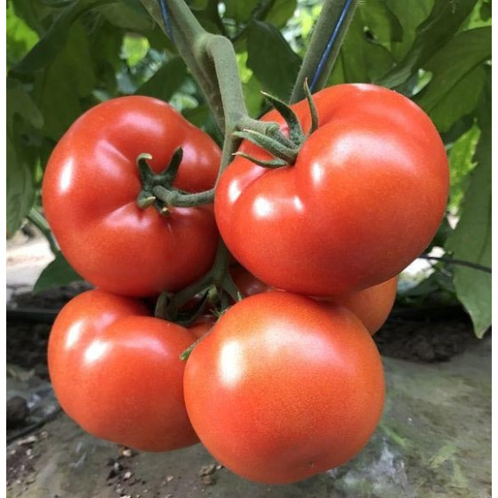 Tomātu sēklas Panekra F1 (5...