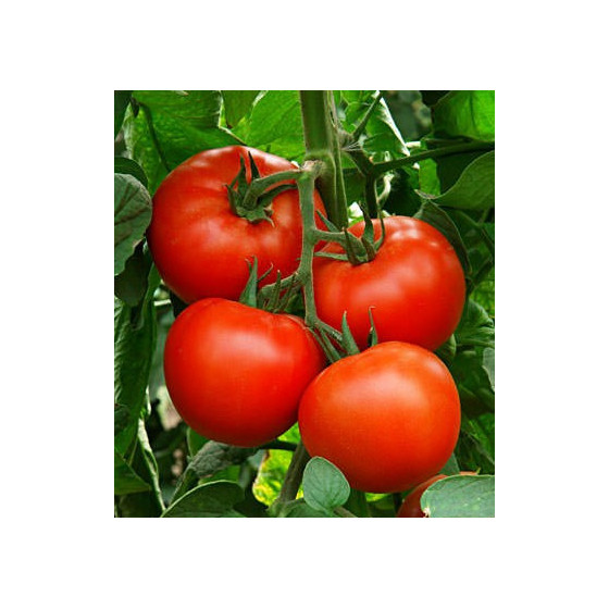 Tomāti Berberana F1 (5 sēklas)