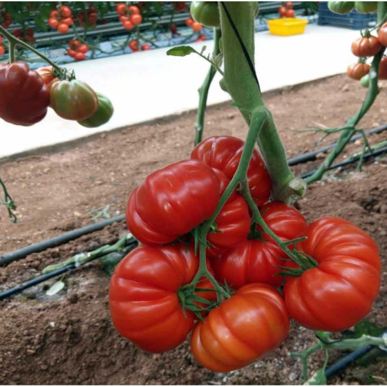 Tomāti Delizia F1 (5 sēklas)