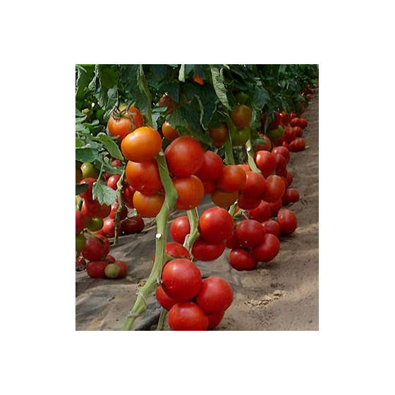 Tomāti BOBCAT F1 100 sēkl....