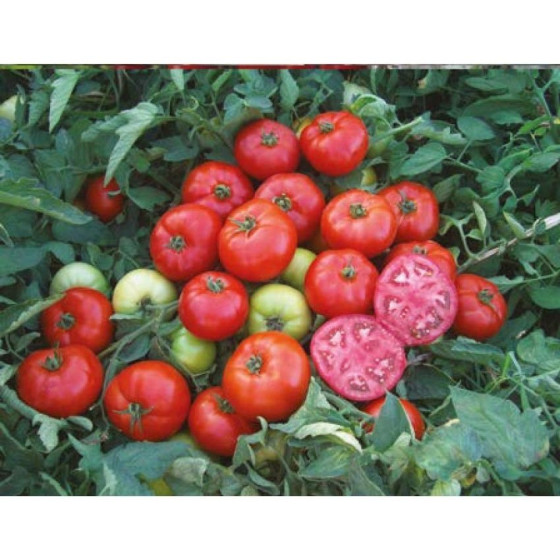 Tomāti Meys F1 10s (zemie)