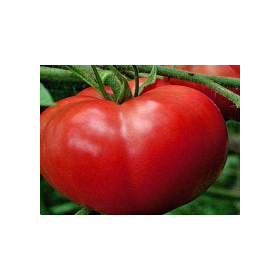 Tomāti Sultan F1 (Lauka...