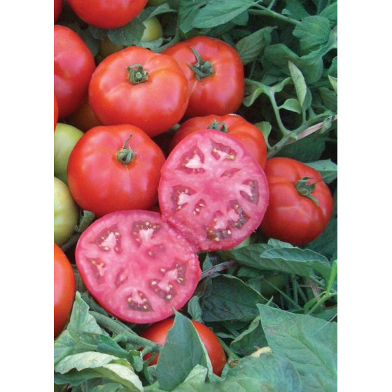 Tomāti Maracana F1" 10...