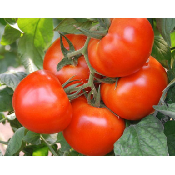 Tomāti POLBIG F1 20s (Lauka...