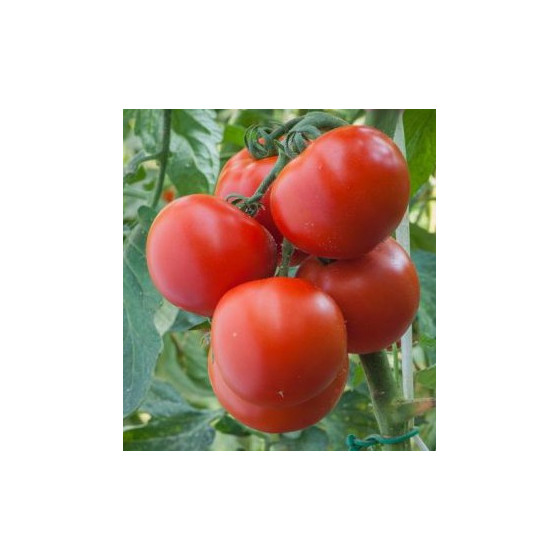 Lauka tomāti POLFAST 20...