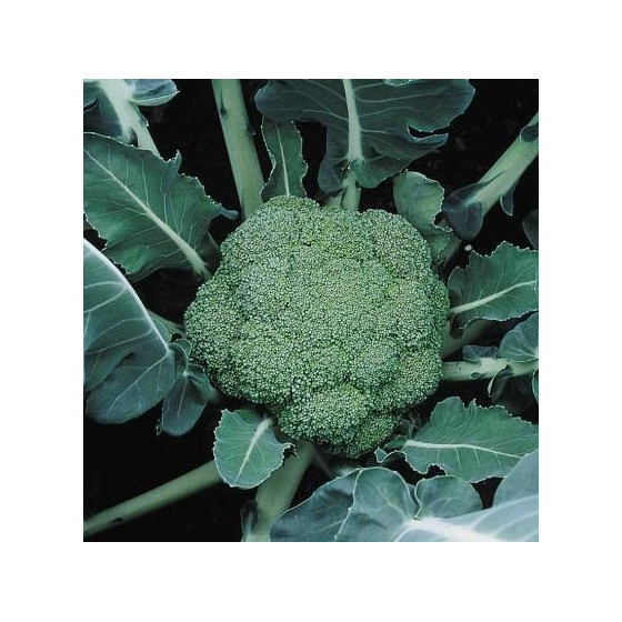 Brokoļi MONTOP F1 0,5g