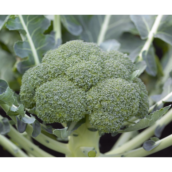 Brokoļi Monaco F1 0,2g