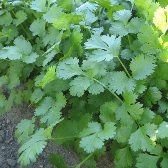 Koriandrs Marino 50g