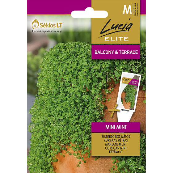 Mētra korsikas Mini Mint
