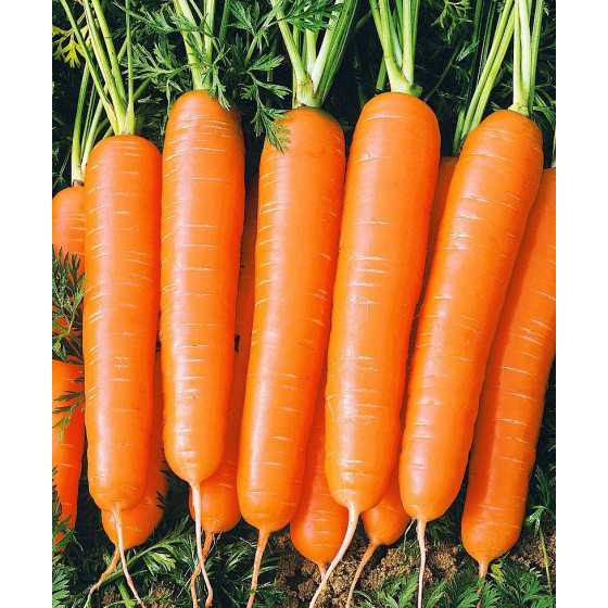 Burkāni Bolero F1 (~500...