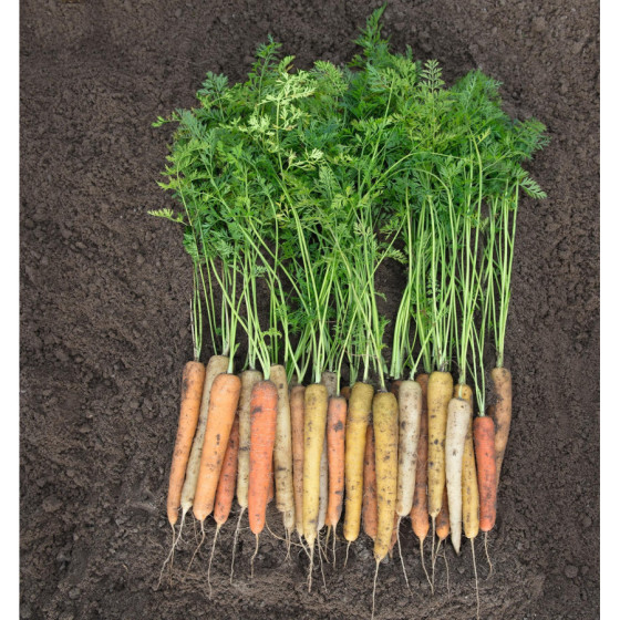 Burkāni Rainbow F1 (~500...