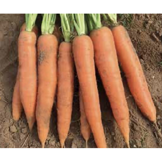 Burkāni Carruba F1 (~500...