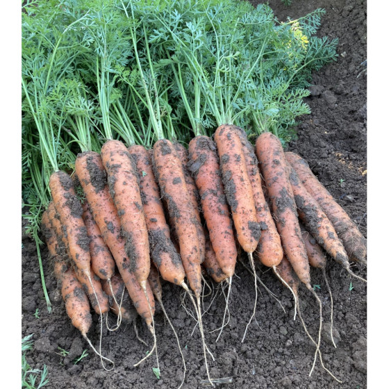 Burkāni Caribou F1 (~500...