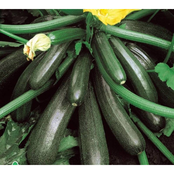 Cukini Ambassador F1 5 sēkl.