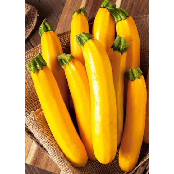 Cukini Golden Glory F1" 5...