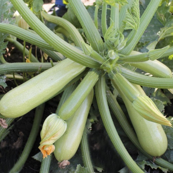 Cukini Angelina F1 5s