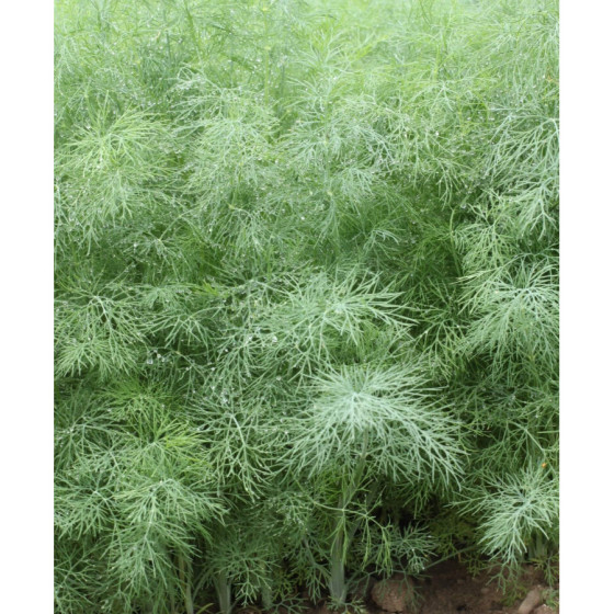 Dilles krūmu Ella" 10g"