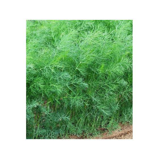 Dilles krūmu Lena 10g