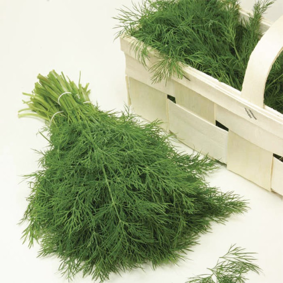 Dilles krūmu Diana 10g