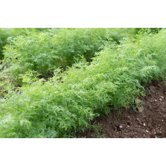 Dilles krūmu Thalia 10g