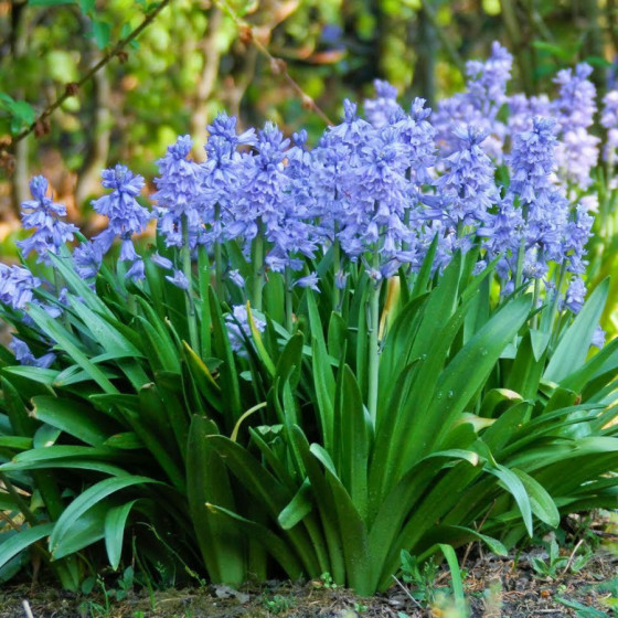 Scilla campanulata Blue 5gb