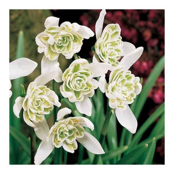 Sniegpulkstenītes Double...