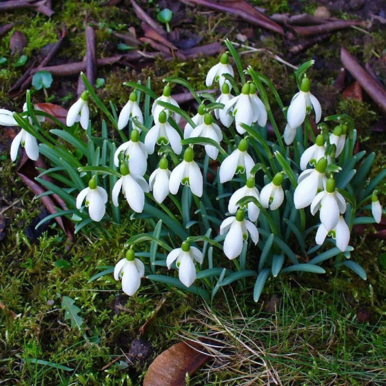 Sniegpulkstenītes Nivalis...