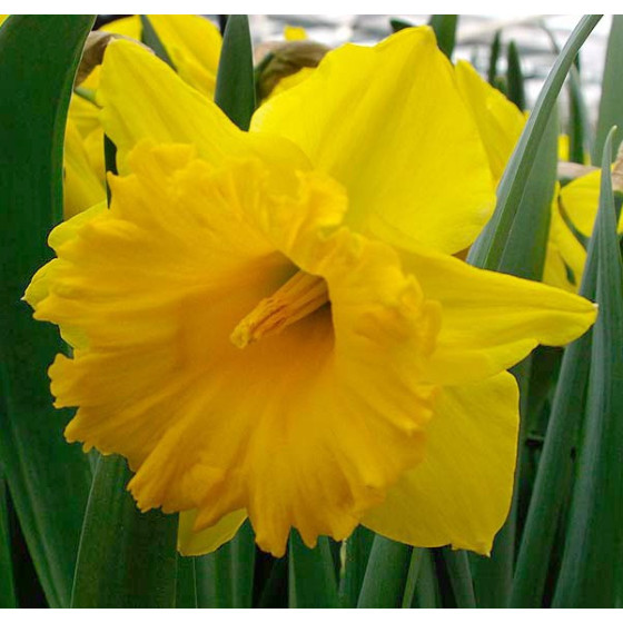 Narcises Eclatant 4gb