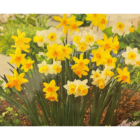 Narcises zemās MIX 20gb