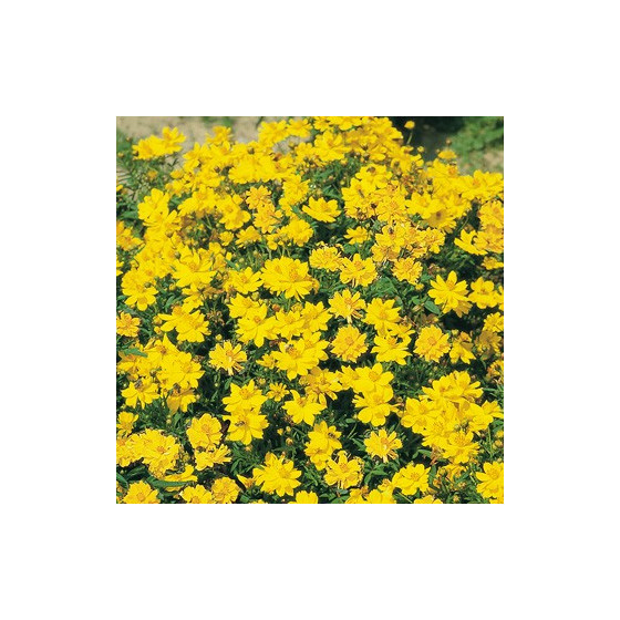 Sērdzeltenā kosmeja COSMIC...