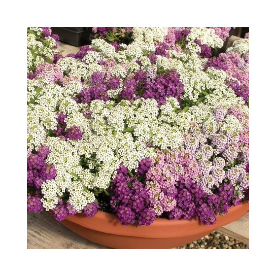 Alises (jūrmalas...