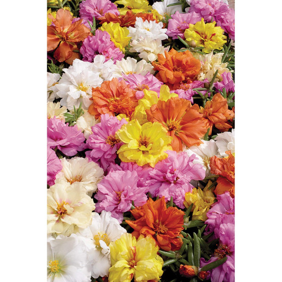 Lielziedu portulaka...