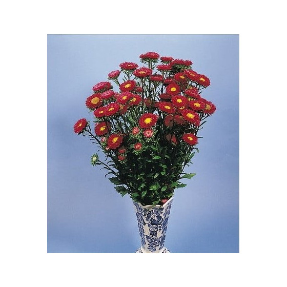 Asteres ķīnas Fan Red" 250s"