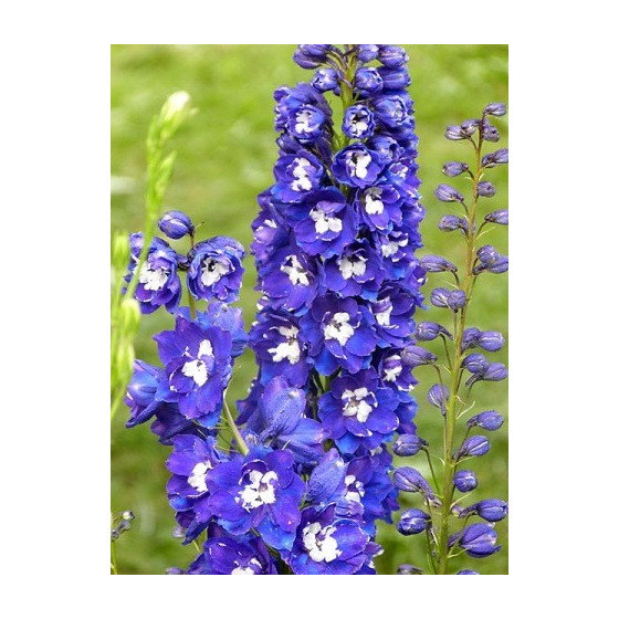 Delfīnijas augstās Magic...