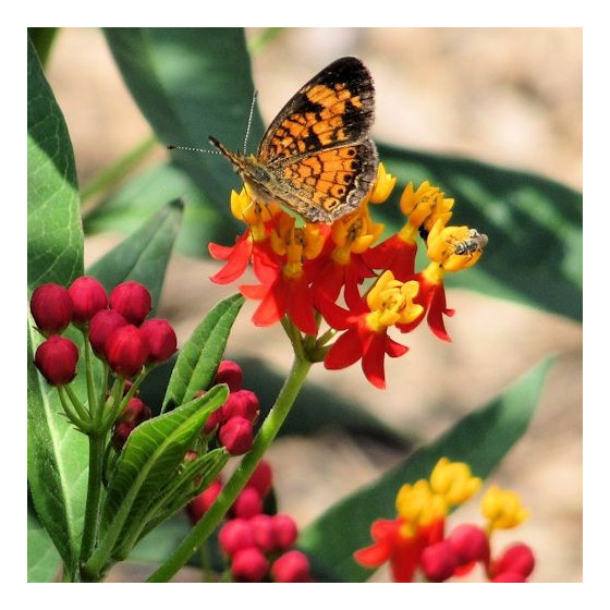 Asclepias curassavica...