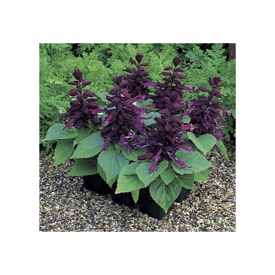 Salvija spilgtā SALSA...