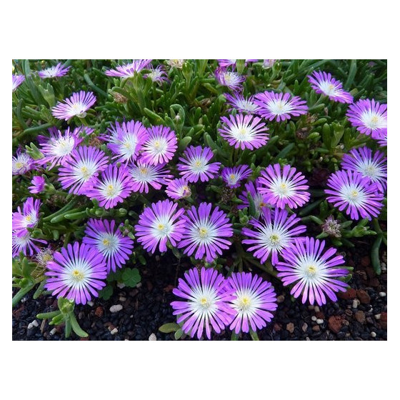 Delosperma floribundum...