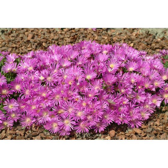 Delosperma cooperi TABLE...