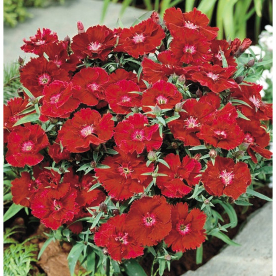 Neļķes Ķīnas Diana Crimson"...